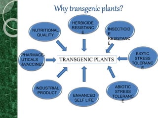 Why transgenic plants?
TRANSGENIC PLANTS
NUTRITIONAL
QUALITY
HERBICIDE
RESISTANC
E
INSECTICID
E
RESISTANC
E
BIOTIC
STRESS
TOLERANC
E
ABIOTIC
STRESS
TOLERANC
E
ENHANCED
SELF LIFE
INDUSTRIAL
PRODUCT
PHARMACE-
UTICALS
&VACCINES
 