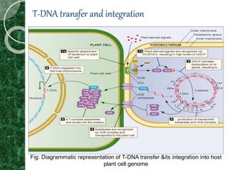 T-DNA transfer and integration
Fig: Diagrammatic representation of T-DNA transfer &its integration into host
plant cell genome
 
