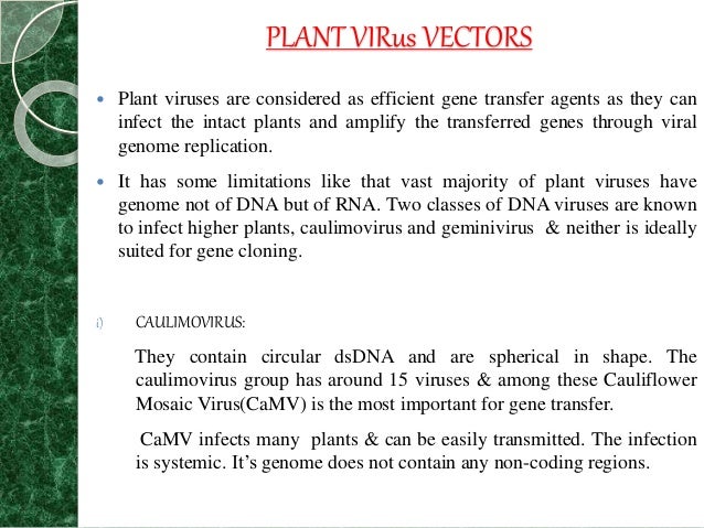 Transgenic plants ppt