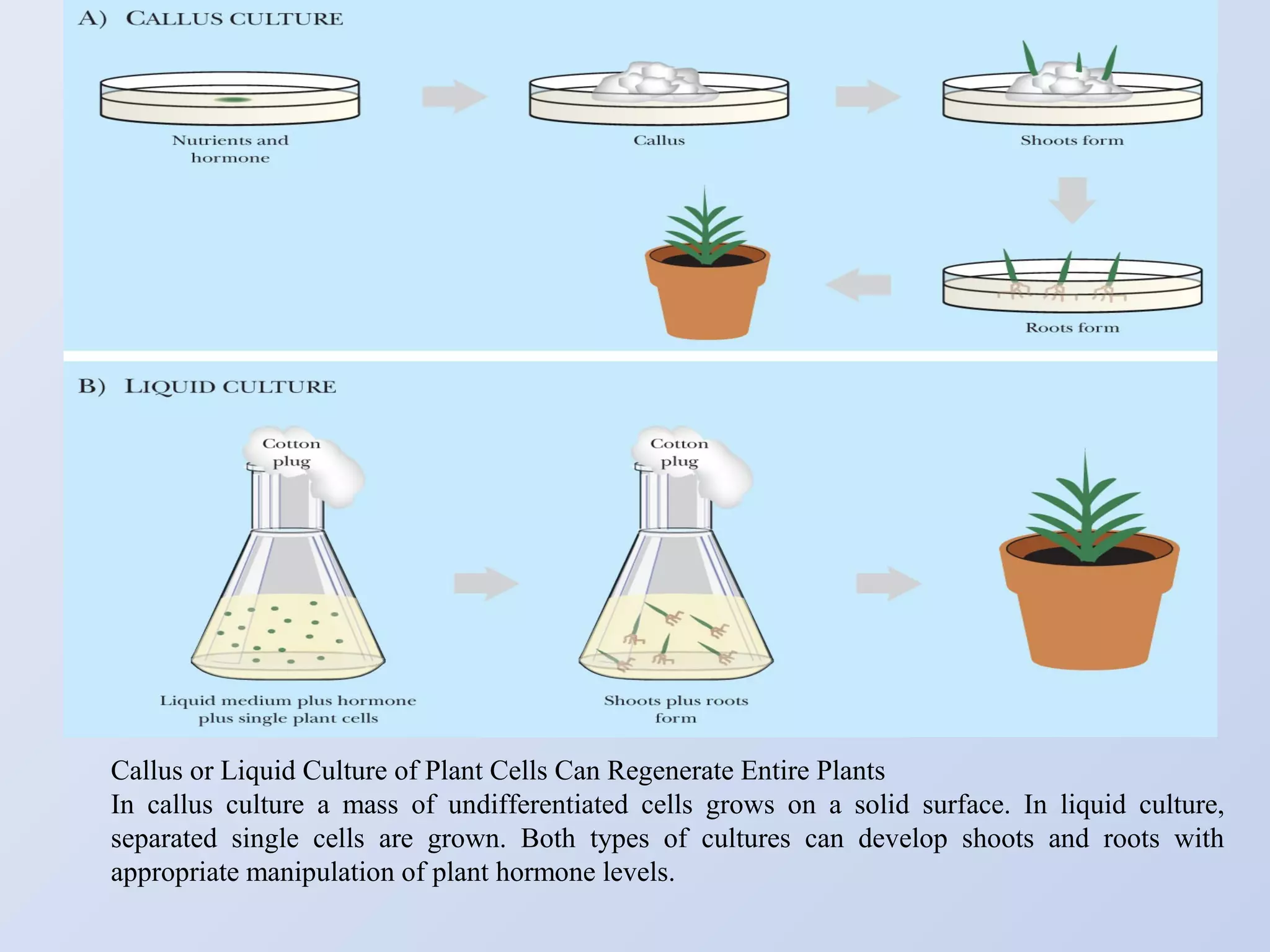 Transgenic plants and plant biotechnology | PPT
