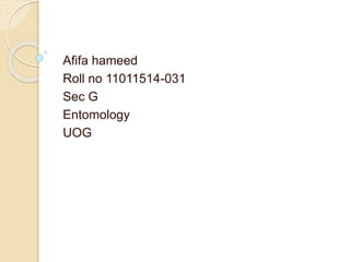 Afifa hameed
Roll no 11011514-031
Sec G
Entomology
UOG
 
