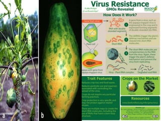 Transgenic plants for viral disease resistance | PPTX