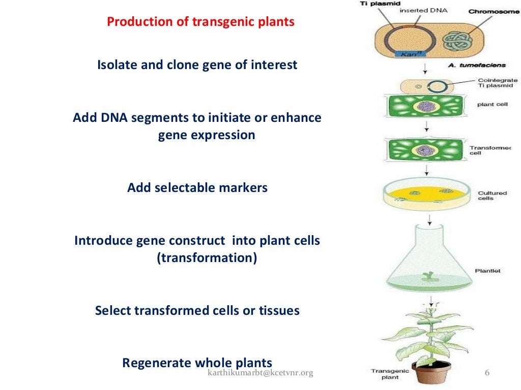 Transgenic plants new