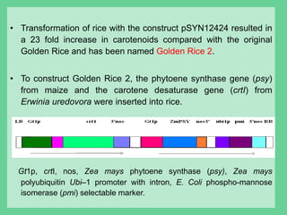Golden Rice Construct Transgenic plant with improved nutritional quality | PPTX