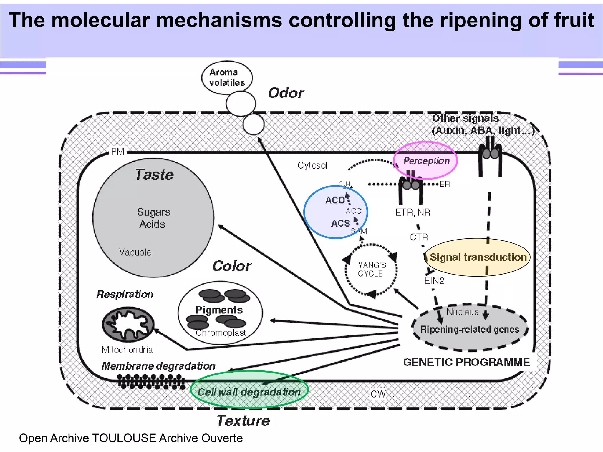 Transgenics for delayed fruit ripening | PPT