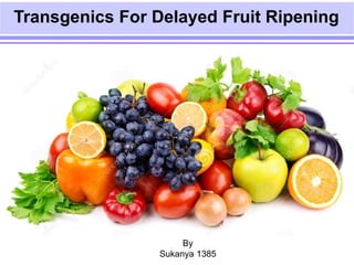 Transgenics For Delayed Fruit Ripening 
By 
Sukanya 1385 
 