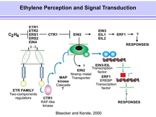Transgenics for delayed fruit ripening | PPT