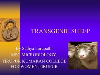 TRANSGENIC SHEEP
By Sathya thirupathi
MSC MICROBIOLOGY,
TIRUPUR KUMARAN COLLEGE
FOR WOMEN,TIRUPUR
 