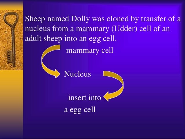 Transgenic Sheep Ppt For Staff Students
