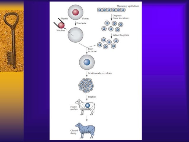 Transgenic Sheep Ppt For Staff Students