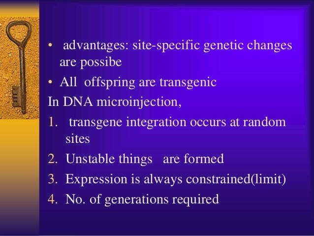 Transgenic Sheep Ppt For Staff Students