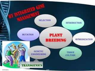 01/01/2014 SAMI 1
PLANT
BREEDING
SELECTION
HYBRIDIZATION
INTRODUCTION
MUTATION
TISSUE
CULTURE
GENETIC
ENGINEERING
transgenics
 