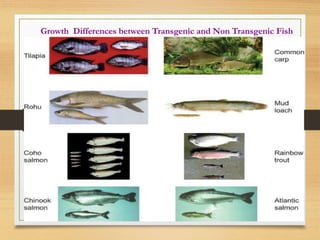 Growth Differences between Transgenic and Non Transgenic Fish
 