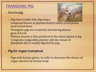  Enviro pig
◦ Pigs have trouble fully digesting a
compound known as phytate found in many cereal grains
used to feed them.
◦ Transgenic pigs are created by introducing phytase
gene of E.coli.
◦ Phytase enzyme is thus produced in the salvary gland of pig
◦ It degrades indigestible phytate with the release of
phosphate that is readily digested by pigs.
 Pig for organ transplant
◦ Pigs with human genes, in order to decrease the chance of
organ rejection by human body.
 