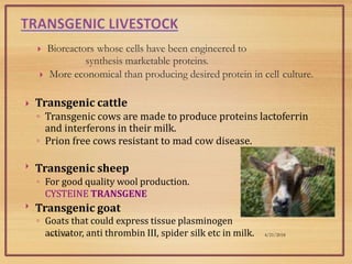  Bioreactors whose cells have been engineered to
synthesis marketable proteins.
 More economical than producing desired protein in cell culture.
4/21/201804/11/2017
 Transgenic cattle
◦ Transgenic cows are made to produce proteins lactoferrin
and interferons in their milk.
◦ Prion free cows resistant to mad cow disease.


Transgenic sheep
◦ For good quality wool production.
CYSTEINE TRANSGENE
Transgenic goat
◦ Goats that could express tissue plasminogen
activator, anti thrombin III, spider silk etc in milk.
 