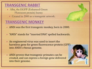  Alba, the EGFP (Enhanced Green
Flurescent protein) bunny
 Created in 2000 as a transgenic artwork.
 ANDi was the first transgenic monkey, born in 2000.
 “ANDi” stands for “inserted DNA” spelled backwards.
 An engineered virus was used to insert the
harmless gene for green fluorescence protein (GFP)
into ANDi’s rhesus genome.
 ANDi proves that transgenic primates can be
created, and can express a foreign gene delivered
into their genome.
 