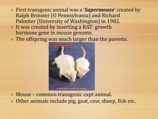  First transgenic animal was a ‘Supermouse’ created by
Ralph Brinster (U Pennsylvania) and Richard
Palmiter (University of Washington) in 1982.
 It was created by inserting a RAT growth
hormone gene in mouse genome.
 The offspring was much larger than the parents.
 Mouse – common transgenic expt animal.
 Other animals include pig, goat, cow, sheep, fish etc.
 