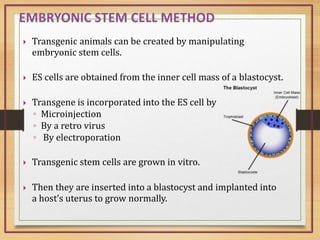  Transgenic animals can be created by manipulating
embryonic stem cells.
 ES cells are obtained from the inner cell mass of a blastocyst.
 Transgene is incorporated into the ES cell by
◦ Microinjection
◦ By a retro virus
◦ By electroporation
 Transgenic stem cells are grown in vitro.
 Then they are inserted into a blastocyst and implanted into
a host’s uterus to grow normally.
 