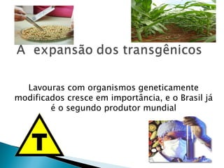 Lavouras com organismos geneticamente modificados cresce em importância, e o Brasil já é o segundo produtor mundial 