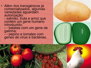 Além dos transgénicos já comercializados, algumas variedades aguardam autorização: - salmão, truta e arroz que contém um gene humano introduzido; - - batatas com um gene de galinha; - - pepino e tomates com genes de vírus e bactérias. 