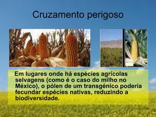 Cruzamento perigoso Em lugares onde há espécies agrícolas selvagens (como é o caso do milho no México), o pólen de um transgénico poderia fecundar espécies nativas, reduzindo a biodiversidade. 