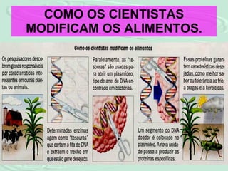 COMO OS CIENTISTAS MODIFICAM OS ALIMENTOS. 