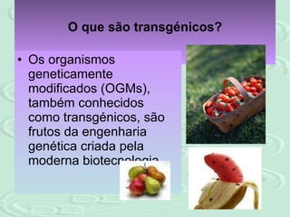 O que são transgénicos? Os organismos geneticamente modificados (OGMs), também conhecidos como transgénicos, são frutos da engenharia genética criada pela moderna biotecnologia.  