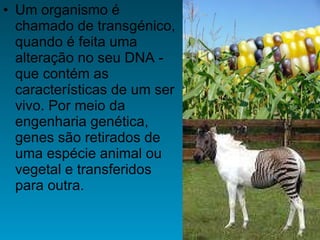 Um organismo é chamado de transgénico, quando é feita uma alteração no seu DNA - que contém as características de um ser vivo. Por meio da engenharia genética, genes são retirados de uma espécie animal ou vegetal e transferidos para outra.  