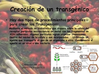 Creación de un transgénicoHay dos tipos de procedimientos principales para crear los Transgenicos:    Mediante el método de biobalística que dispara sobre la célula del     receptor partículas microscópicas de metal con los fragmentos de ADN adheridos. Algunas partículas logran alcanzar cromosomas dentro del núcleo de la célula y son incorporados.   Utilizando un agente que transporte el gen de un organismo a otro. Comúnmente el agente es un virus o una bacteria.Creación de una planta transgénica