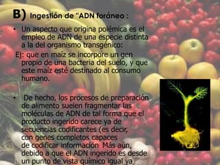 B) Ingestión de "ADN foráneo :Un aspecto que origina polémica es el empleo de ADN de una especie distinta a la del organismo transgénico:Ej: que en maíz se incorpore un gen propio de una bacteria del suelo, y que este maíz esté destinado al consumo humano. De hecho, los procesos de preparación de alimento suelen fragmentar las moléculas de ADN de tal forma que el producto ingerido carece ya de secuencias codificantes (es decir, con genes completos capaces de codificar información. Más aún, debido a que el ADN ingerido es desde un punto de vista químico igual ya provenga de una especie u otra, la especie del que proviene no tiene ninguna influecia.Al poseer una tasa de mutación alta y que, en el transcurso de las generaciones, pierdan su función. 