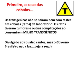 Primeiro, o caso das
cobaias...
Os transgênicos não se sairam bem com testes
em cobaias (ratos) de laboratório. Os ratos
tiveram tumores e outras complicações ao
consumirem MILHO TRANSGÊNICOS.
Divulgado aos quatro cantos, mas o Governo
Brasileiro nada faz....veja a seguir:
 