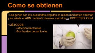 • Los genes con las cualidades elegidas se aíslan mediantes enzimas
y se añade el ADN mediante diversos métodos BIOTECNOLOGÍA
• MÉTODOS:
-Infección bacteriana
-Bombardeo de particulas
Como se obtienen
 