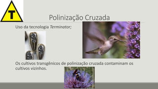 Polinização Cruzada 
Uso da tecnologia Terminator; 
Os cultivos transgênicos de polinização cruzada contaminam os 
cultivos vizinhos. 
 