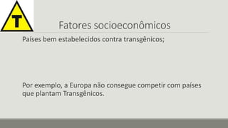 Fatores socioeconômicos 
Países bem estabelecidos contra transgênicos; 
Por exemplo, a Europa não consegue competir com países 
que plantam Transgênicos. 
 