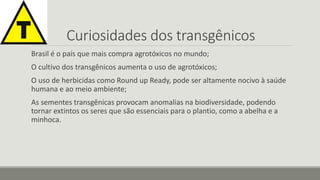 Curiosidades dos transgênicos 
Brasil é o país que mais compra agrotóxicos no mundo; 
O cultivo dos transgênicos aumenta o uso de agrotóxicos; 
O uso de herbicidas como Round up Ready, pode ser altamente nocivo à saúde 
humana e ao meio ambiente; 
As sementes transgênicas provocam anomalias na biodiversidade, podendo 
tornar extintos os seres que são essenciais para o plantio, como a abelha e a 
minhoca. 
 