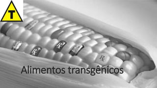 Alimentos transgênicos 
 