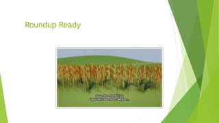 Roundup Ready
 