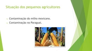 Situação dos pequenos agricultores
 Contaminação do milho mexicano.
 Contaminação no Paraguai.
 