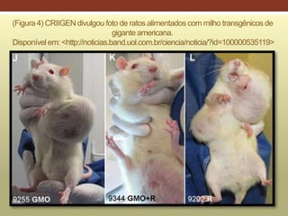 (Figura 4) CRIIGEN divulgou foto de ratos alimentados com milho transgênicos de
gigante americana.
Disponível em: <http://noticias.band.uol.com.br/ciencia/noticia/?id=100000535119>
 