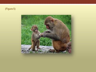 (Figura 5)
 