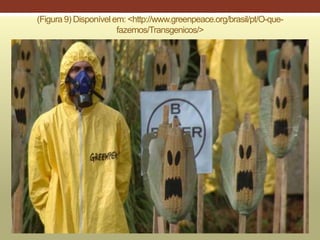 (Figura 9) Disponível em: <http://www.greenpeace.org/brasil/pt/O-que-
fazemos/Transgenicos/>
 