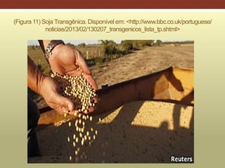 (Figura 11) Soja Transgênica. Disponível em: <http://www.bbc.co.uk/portuguese/
noticias/2013/02/130207_transgenicos_lista_tp.shtml>
 