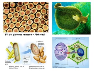 8% del genoma humano = ADN viral
 