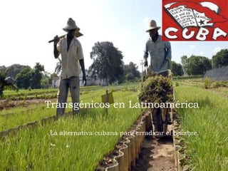 Transgénicos en Latinoamérica
La alternativa cubana para erradicar el hambre.
 