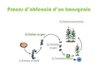 Procés d’obtenció d’un transgènic
 