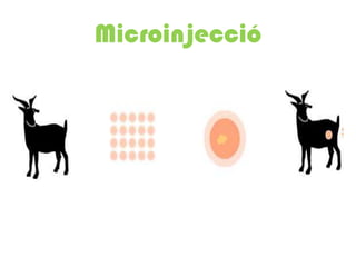 Microinjecció
 