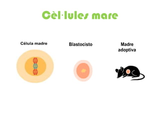Cèl·lules mare
 