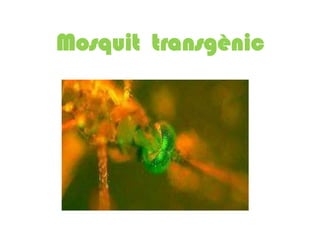 Mosquit transgènic
 