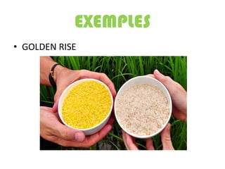 EXEMPLES
• GOLDEN RISE
 