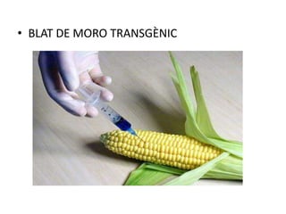 • BLAT DE MORO TRANSGÈNIC
 